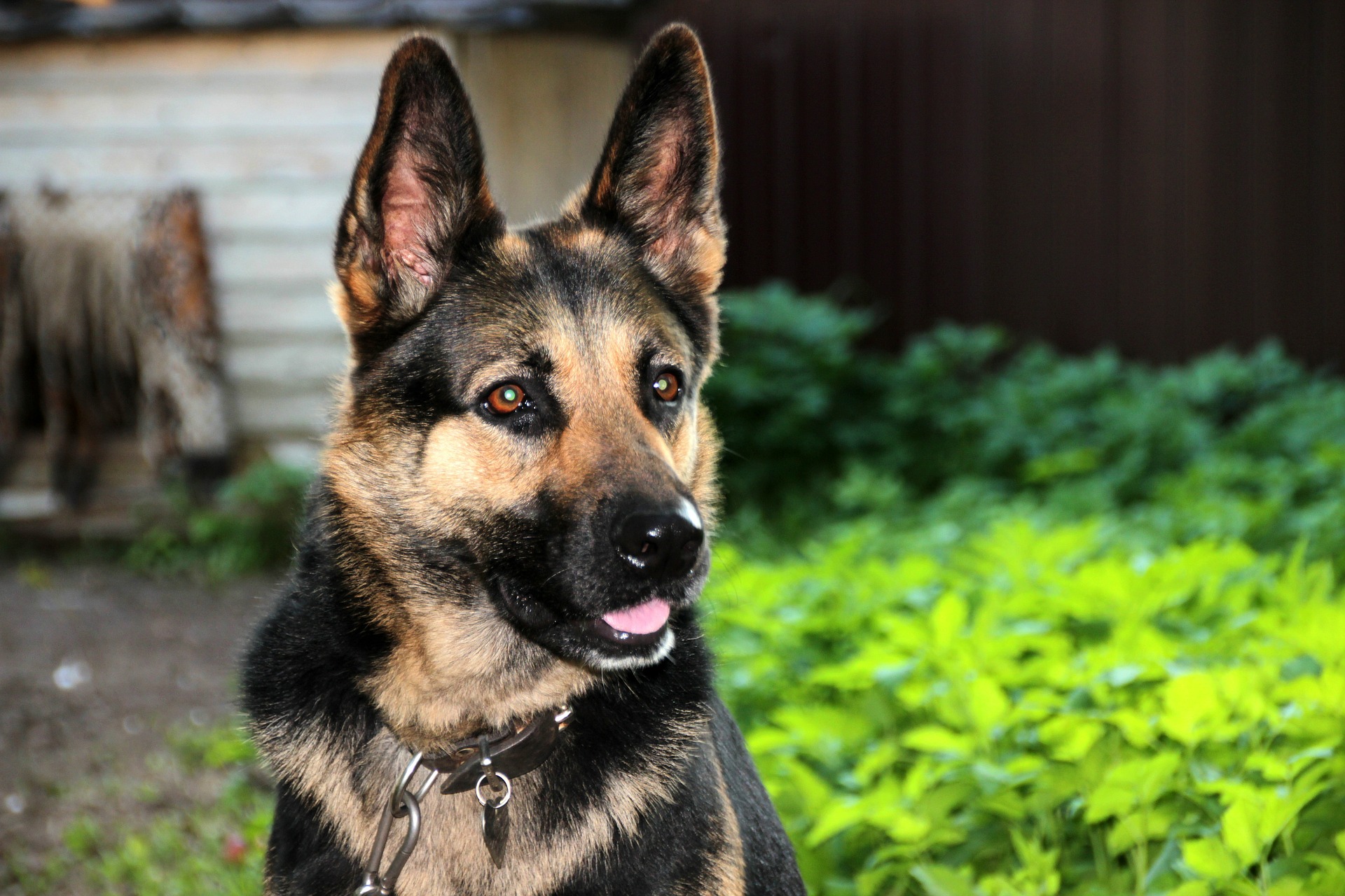 Dogs for adoption at UK German Shepherd rescue. We have dogs looking for their for-ever loving homes, all our dogs are matched to their most suitable homes.